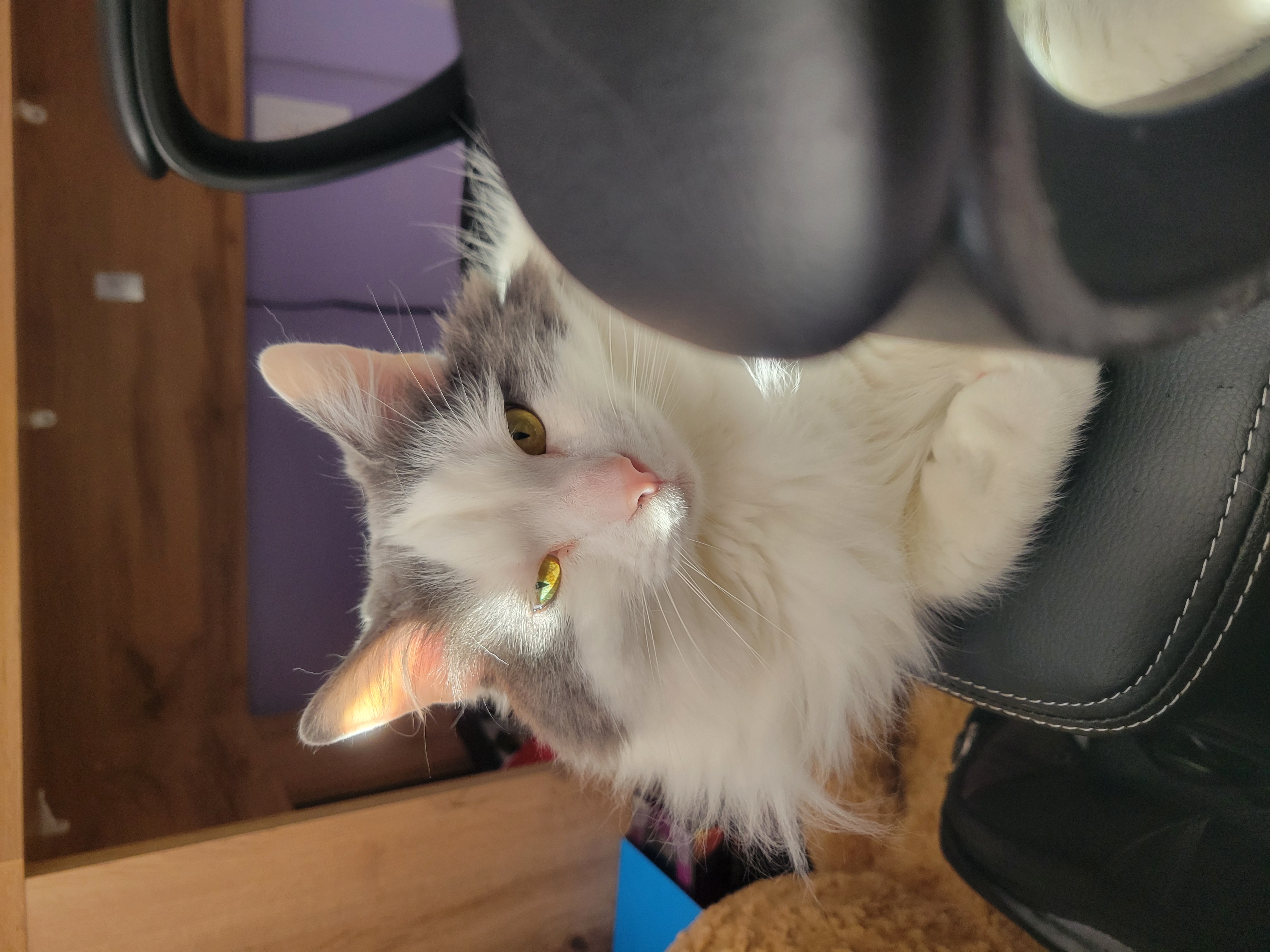 An image of my cat, Luna.
