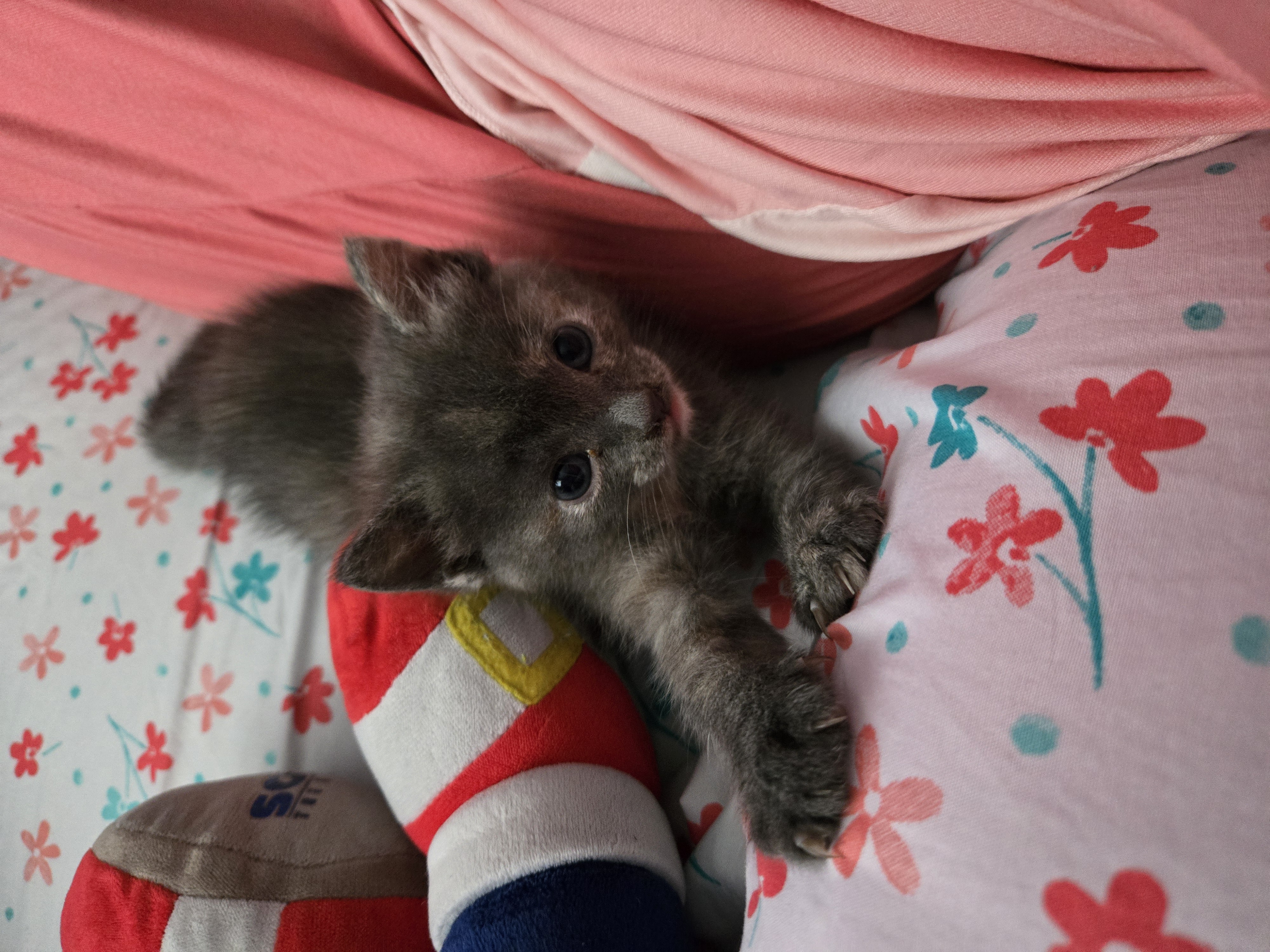 Picture of my kitten, Chip, next to me on my bed.