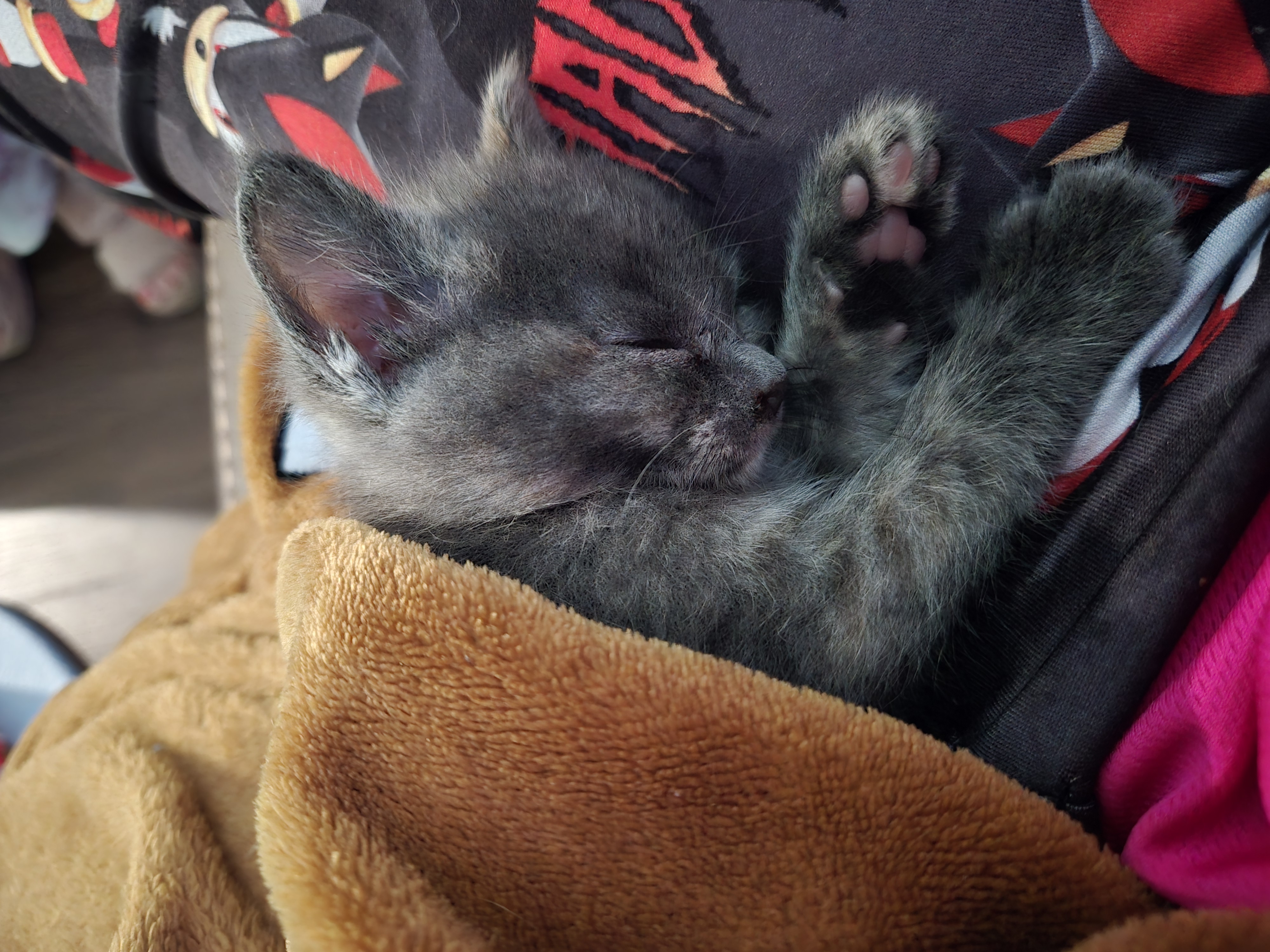 Picture of Chip sleeping on my lap with a blanket over her.