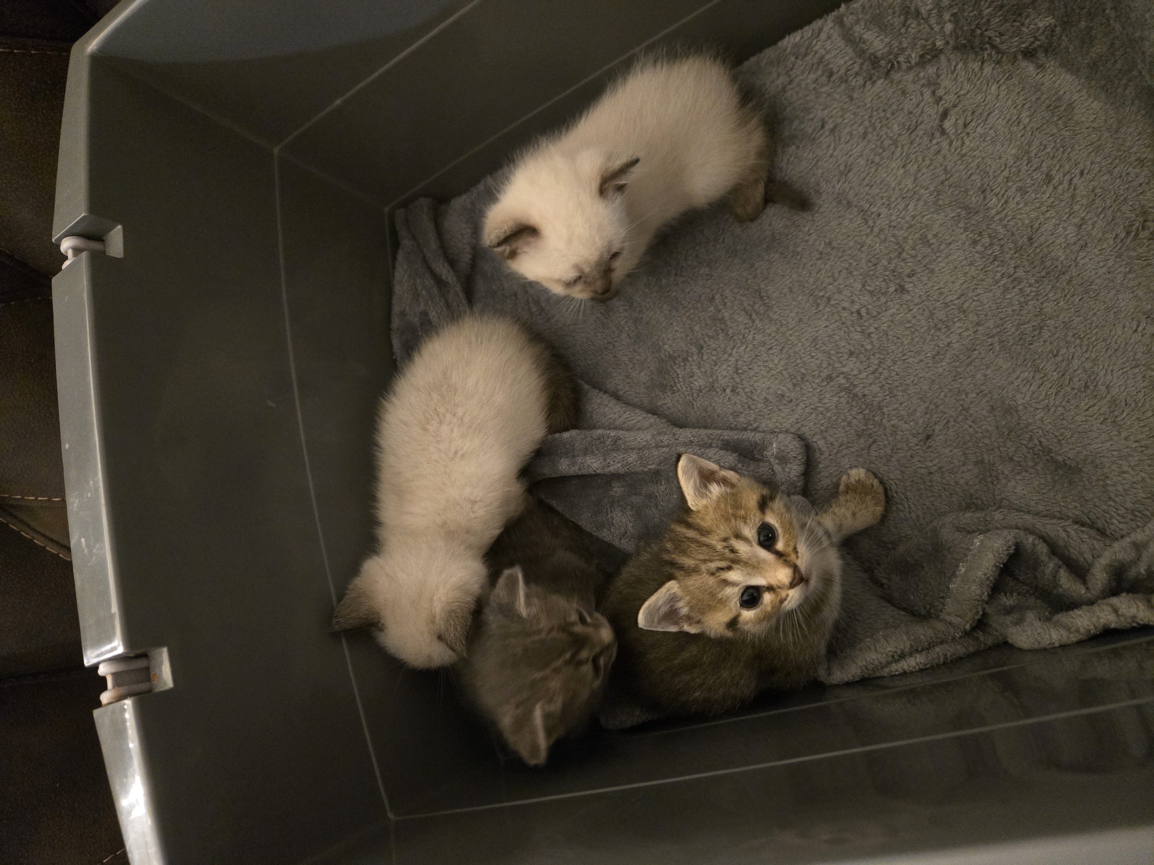 Picture of four kittens in a box.