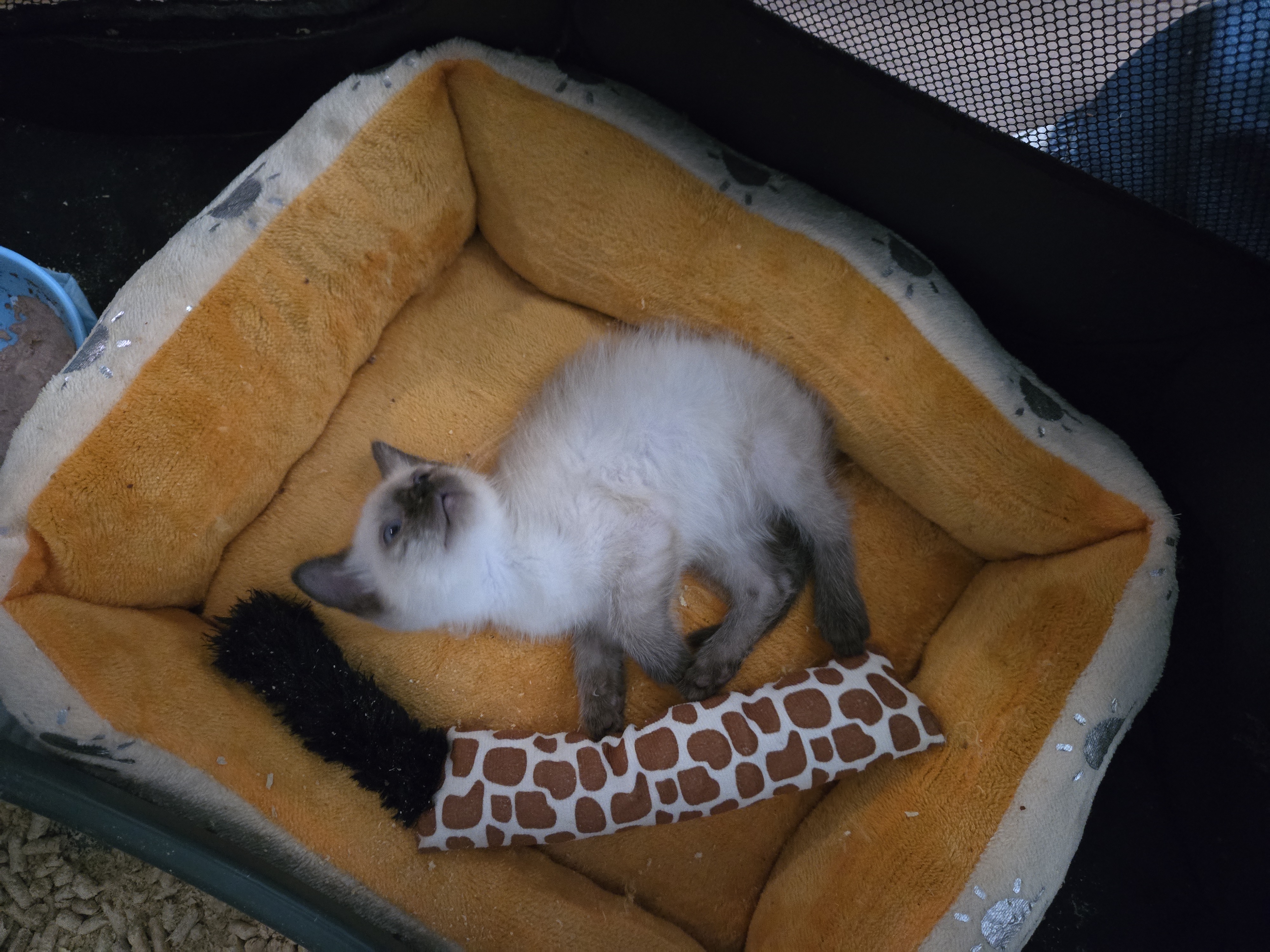 Image of Bonbon laying on a pet bed.
