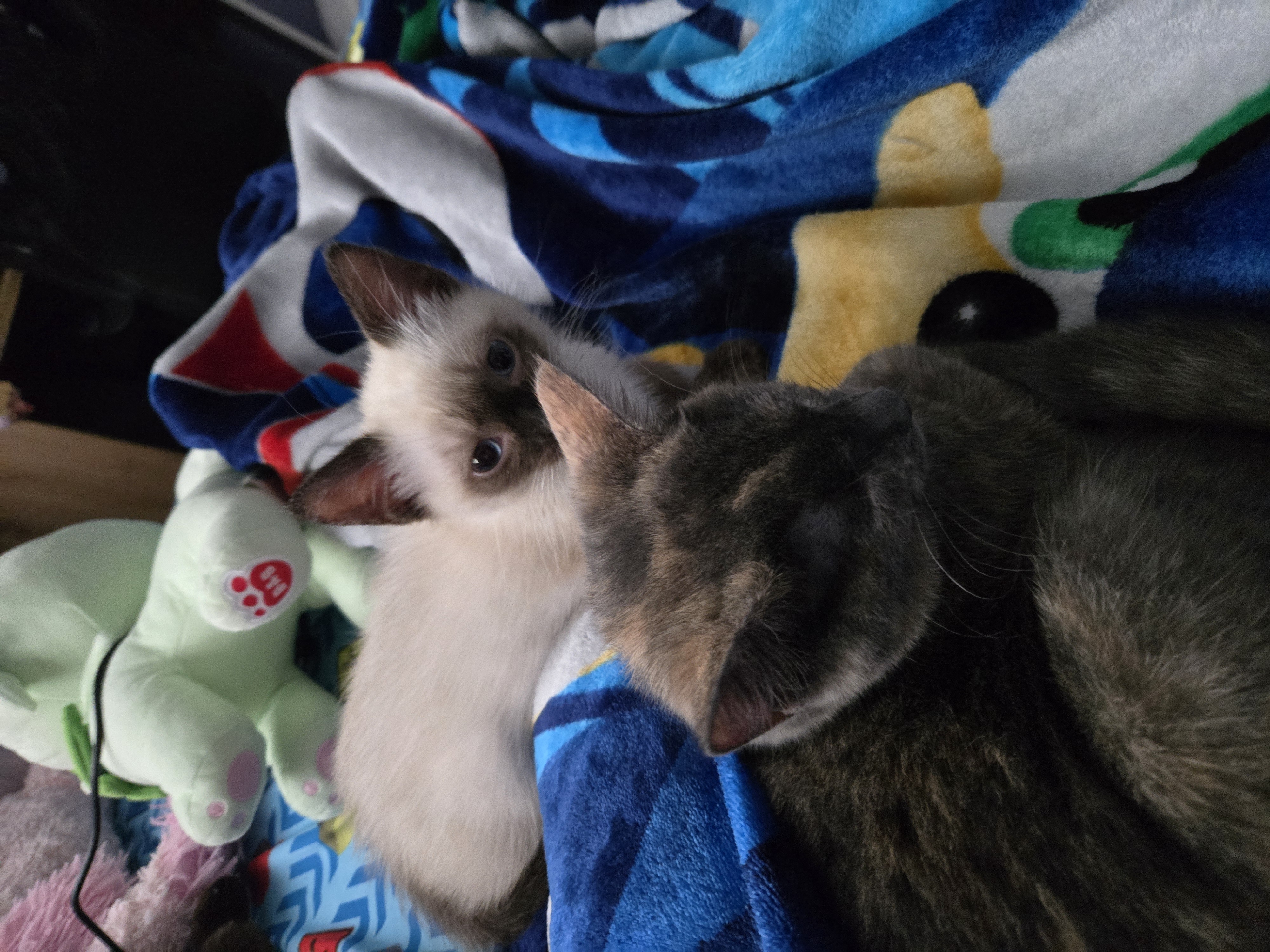 Image of Bonbon and Chip laying in bed with me.