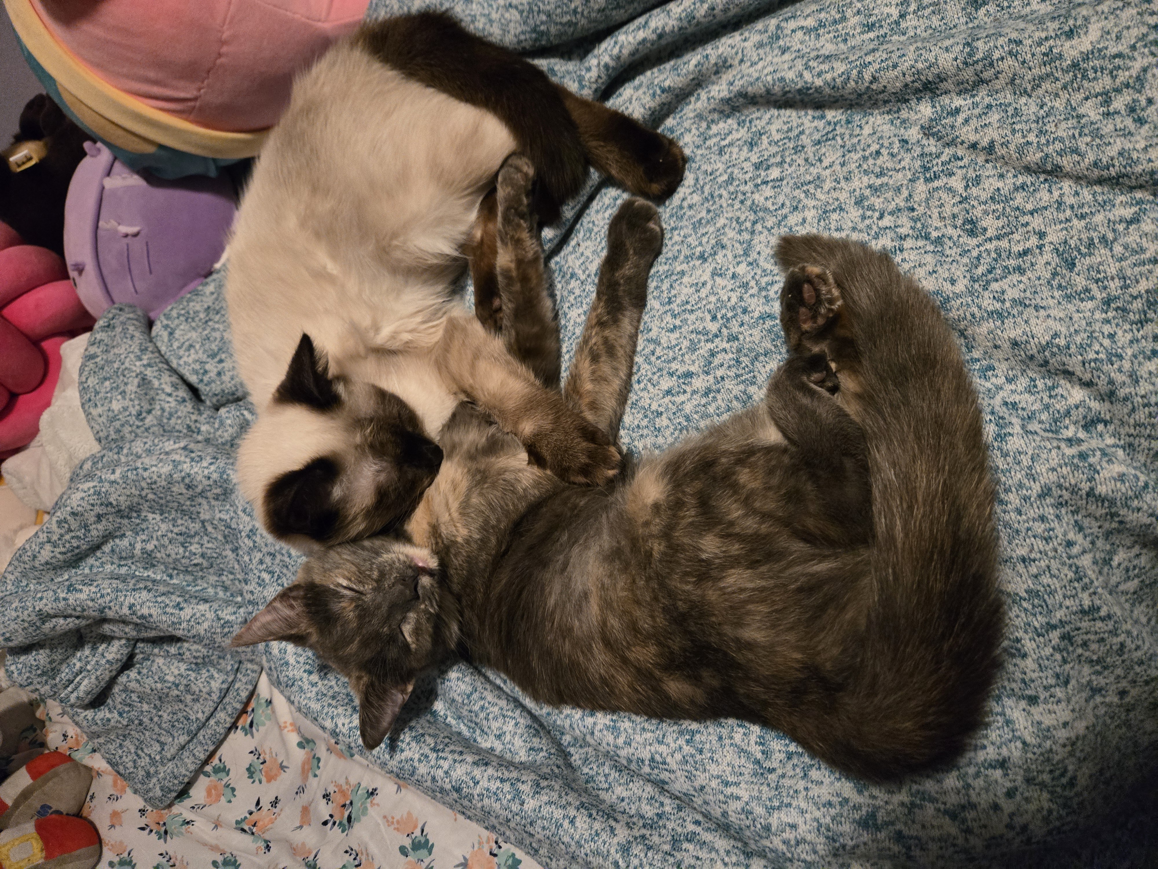 Image of Chip and Bonbon lying on my bed together.